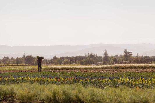 Spade and Plow: Organic Growers With a Whole Lot of [Artichoke] Heart
